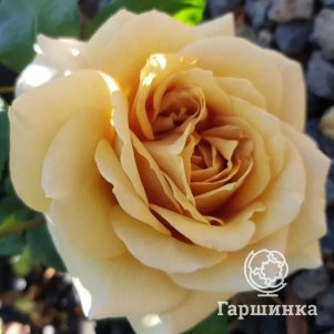 

Роза Хани Дижон