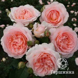 

Роза Мерхенцаубер