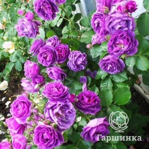 Роза Минерва