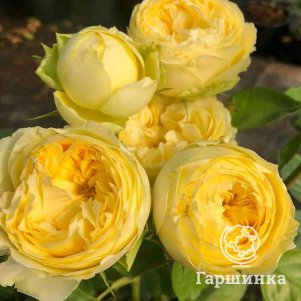

Роза Лемон Помпон