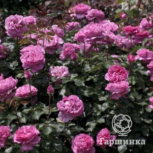 Роза Ив Пьяже
