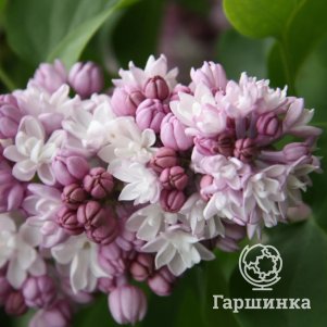 

Сирень Фэнтези