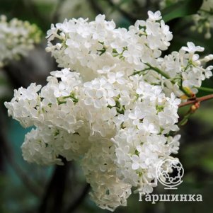 

Сирень Флора