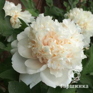

Пион древовидный Аромат Золотой Корицы Витает в Воздухе