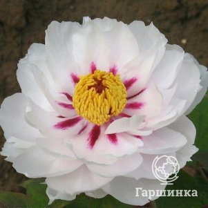 

Пион древовидный Сказочная луна