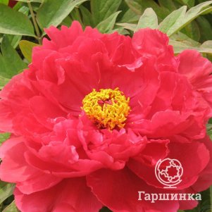 

Пион древовидный Саншайн