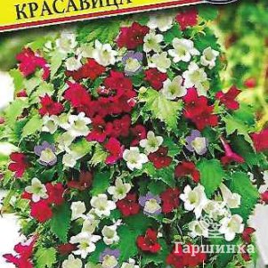 

Семена Азарина лазающая "Мексиканская красавица" 5 шт, Престиж
