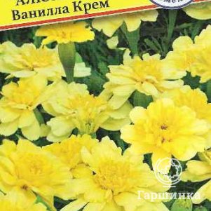 Семена Бархатцы откл. "Алюмиа Ванилла Крем" 5 шт, Престиж