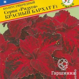 

Семена Колеус "Радуга" Красный бархат F1 10 шт, Престиж