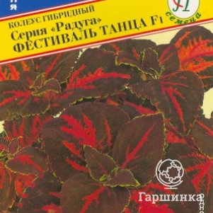 Семена Колеус "Радуга" Фестиваль танца F1 10 шт, Престиж