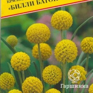 

Семена Краспедия шаровидная "Билли Батон" 10 шт, Престиж