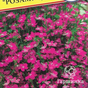 

Семена Лобелия куст. "Розамунда" 0,05 гр, Престиж