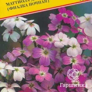 

Семена Маттиола двурогая ( Ночная фиалка ) 0,1 гр, Престиж