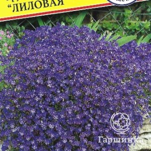 

Семена Обриета "Лиловая" 0,1 гр, Престиж