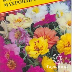 

Семена Портулак крупноцветковый "Махровая смесь" 0,1 гр, Престиж