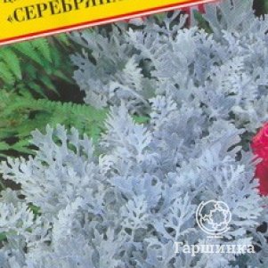 

Семена Цинерария "Серебряная пыль" 100 шт, Престиж