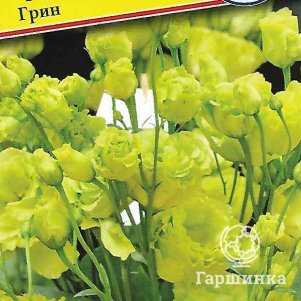 

Семена Эустома "Розанна" Грин F1 3 др, Престиж