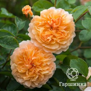 

Роза Порт Санлайт