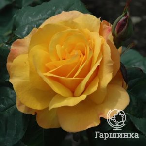 

Роза Гуд эз Голд