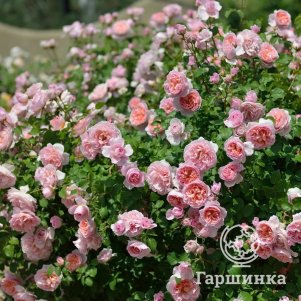 

Роза Дам Де Шенонсо