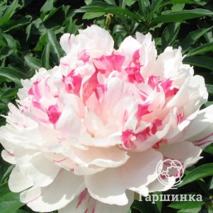 

Пион Нефритовый Дракон