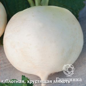 

Семена Дайкон Алмаз (А) 1, Поиск