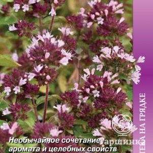

Семена Душица обыкновенная Хуторянка (А) 0,01, Поиск