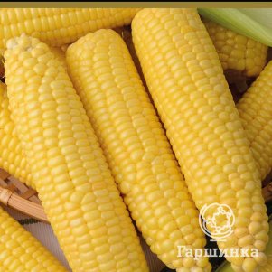 Семена Кукуруза сахарная Золотой батам (А) 10, Поиск