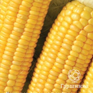 Семена Кукуруза сахарная Сластёна (А) 5, Поиск