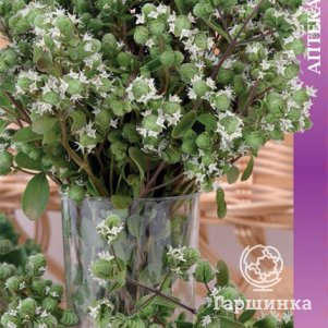 

Семена Майоран садовый Байкал (А) 0,1, Поиск