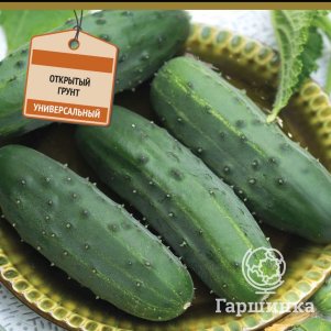 

Семена Огурец Кустовой (А) 15, Поиск