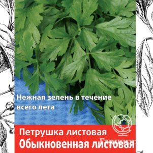 Семена Петрушка Обыкновенная листовая 3