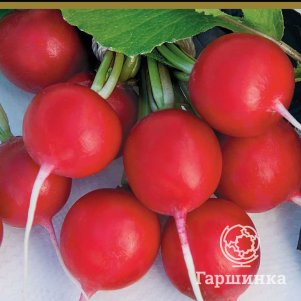 

Семена Редис Кармелита (А) 3, Поиск