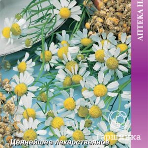 

Семена Ромашка аптечная Айболит (А) 100, Поиск