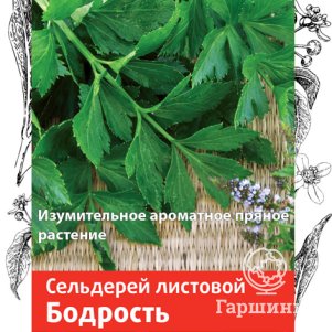 

Семена Сельдерей листовой Бодрость (А) 0,5, Поиск
