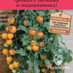 

Семена Томат Золотая гроздь (А) 5, Поиск