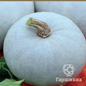 

Семена Тыква крупноплодная Крошечка-Хаврошечка (А) 10, Поиск
