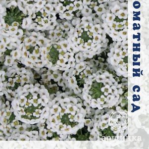 

Семена Алиссум Белое море 0,3, Поиск