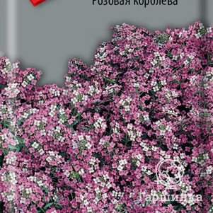 

Семена Алиссум Розовая королева 0,3, Поиск