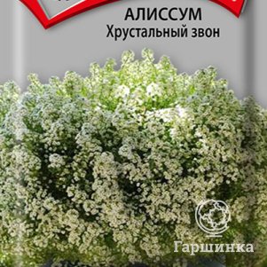 

Семена Алиссум Хрустальный звон 20, Поиск