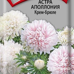 

Семена Астра Аполлония Крем-брюле 0,3, Поиск
