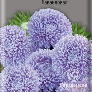 

Семена Астра Валентинов день Лавандовая 0,2, Поиск