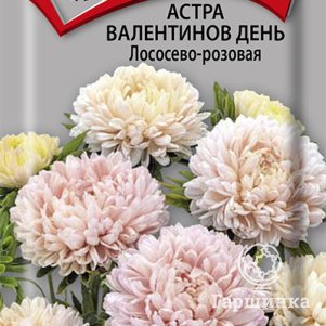 

Семена Астра Валентинов день Лососево-розовая 0,2, Поиск