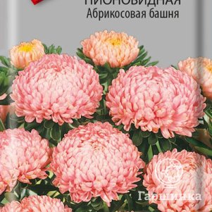 

Семена Астра пионовидная Абрикосовая башня 0,3, Поиск