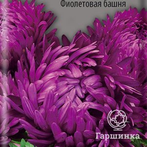 

Семена Астра пионовидная Фиолетовая башня 0,3, Поиск