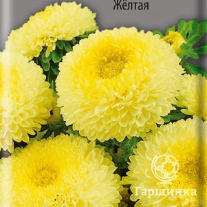 

Семена Астра помпонная Желтая 0,3, Поиск
