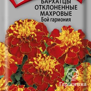 

Семена Бархатцы отклоненные махровые Бой гармония 0,4, Поиск
