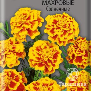 

Семена Бархатцы отклоненные махровые Солнечные 0,4, Поиск