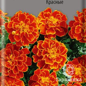 

Семена Бархатцы Хохлома Красные 0,4, Поиск