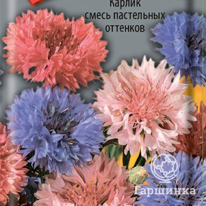 

Семена Василек Карлик смесь пастельных оттенков 0,1, Поиск